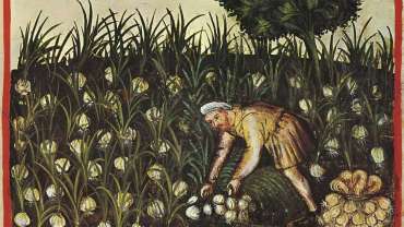 Miniatura medievale raffigurante un uomo che lavora l’orto