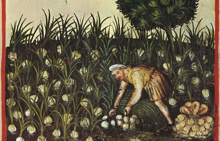 Miniatura medievale raffigurante un uomo che lavora l’orto